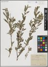 Foto von Salix purpurea L.
